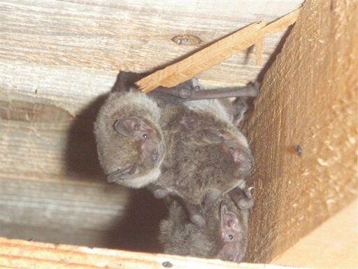 コウモリ対策のシーズンとアイテム 虫捕りたちのつぶやき