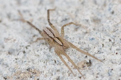 クモ類の知識 徘徊性種 虫捕りたちのつぶやき