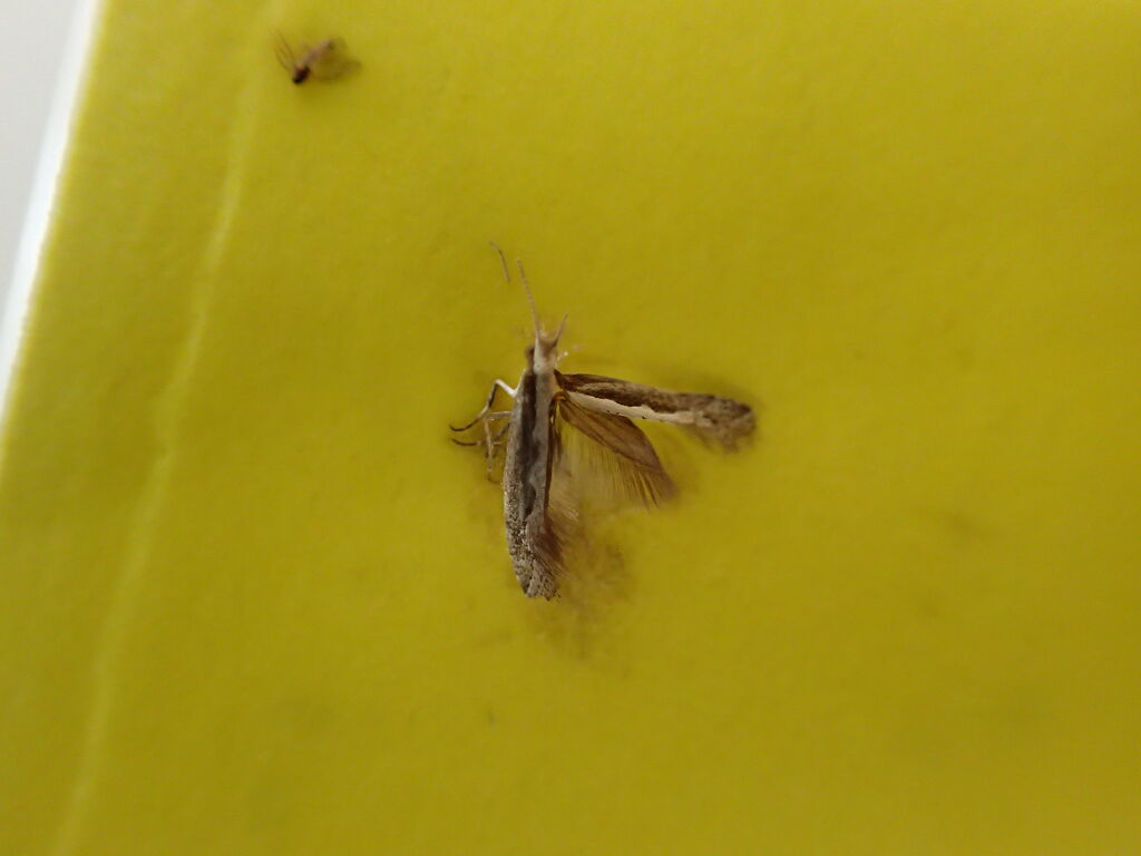 虫捕りたちのつぶやき 虫捕りたちのつぶやき