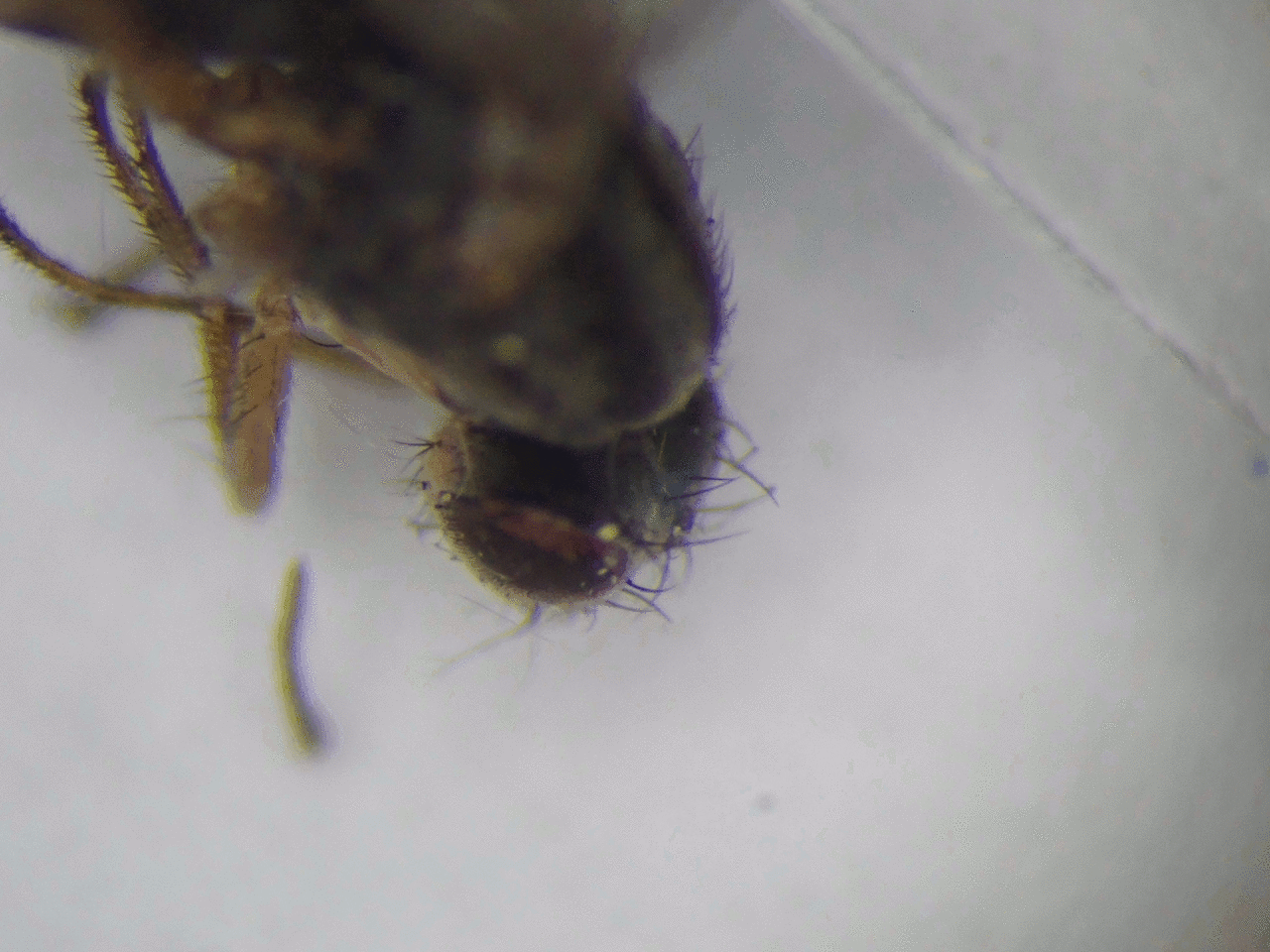 みたことあるけどよく分からないハエたち 虫捕りたちのつぶやき みたことあるけどよく分からないハエたち 虫捕りたちのつぶやき