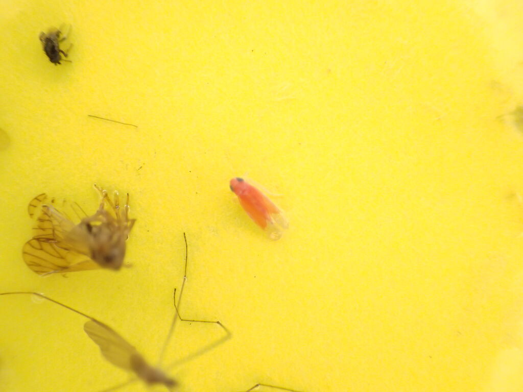 春の 2 草 1 草 虫捕りたちのつぶやき