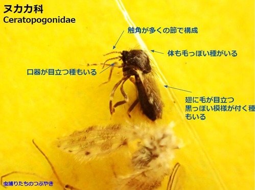 ヌカカ特徴