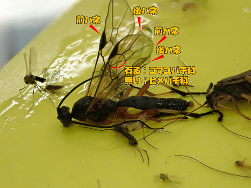 こまゆ2