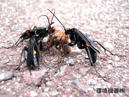 三つ巴の戦い 虫捕りたちのつぶやき 三つ巴の戦い 虫捕りたちのつぶやき
