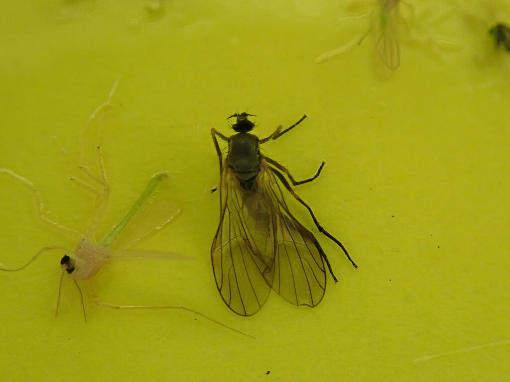 虫捕りたちのつぶやき 虫捕りたちのつぶやき