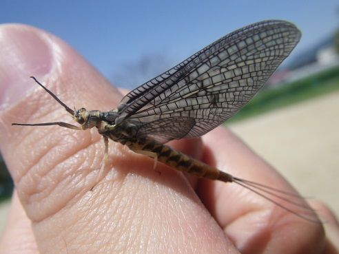 虫とり モンカゲロウ 虫捕りたちのつぶやき 虫とり モンカゲロウ 虫捕りたちのつぶやき