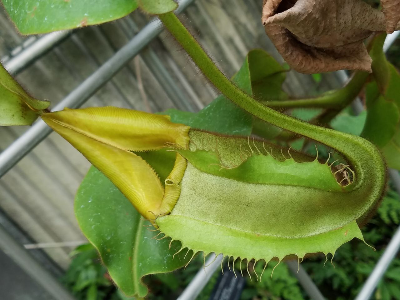 ウツボカズラの胃袋 虫捕りたちのつぶやき ウツボカズラの胃袋 虫捕りたちのつぶやき