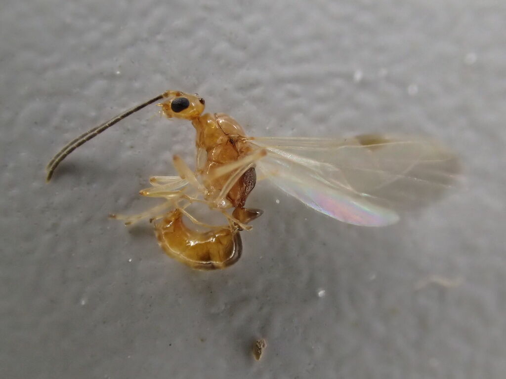 妖怪 羽アリ吸い 虫捕りたちのつぶやき