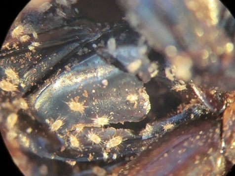 虫の死骸から湧く虫 虫捕りたちのつぶやき