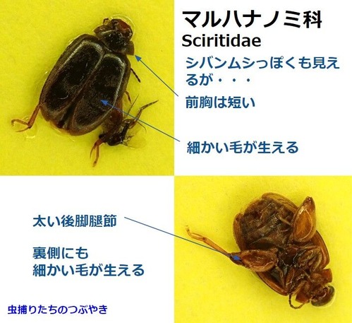 マルハナノミ科特徴