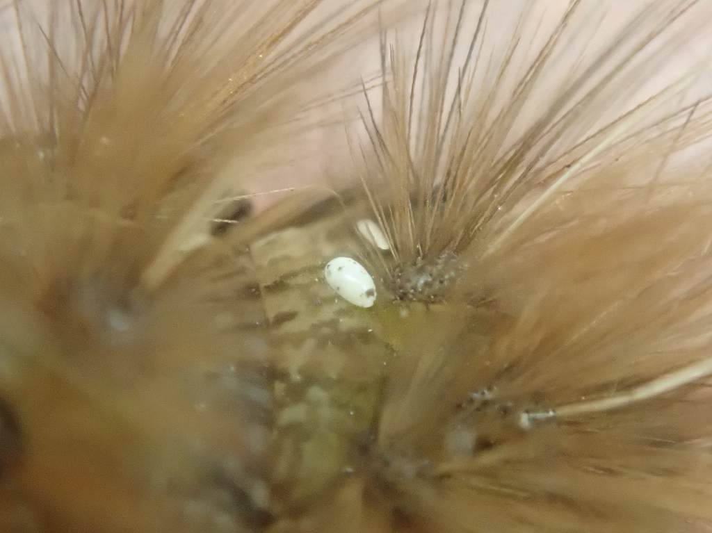 モフモフしてる意味って 虫捕りたちのつぶやき