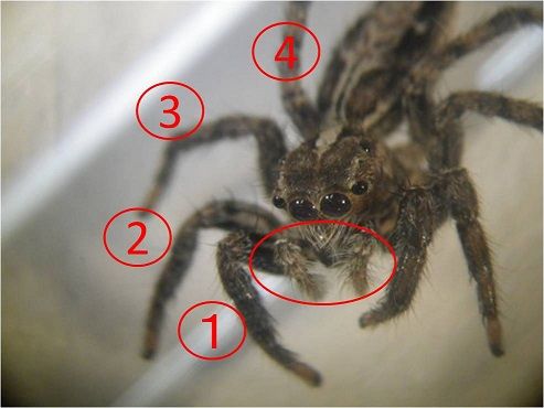 クモ類の知識 足の他に 虫捕りたちのつぶやき クモ類の知識 足の他に 虫捕りたちのつぶやき