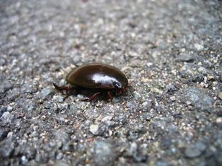 ガムシ 虫捕りたちのつぶやき ガムシ 虫捕りたちのつぶやき