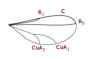 300px-Cecidomyiinae_wing_veins.svg