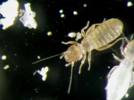 ダニにご注意 虫捕りたちのつぶやき ダニにご注意 虫捕りたちのつぶやき
