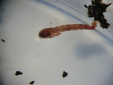 虫捕りたちのつぶやき 虫ムシ日記