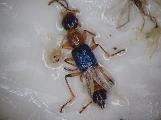 アオバアリガタハネカクシ 虫捕りたちのつぶやき アオバアリガタハネカクシ 虫捕りたちのつぶやき