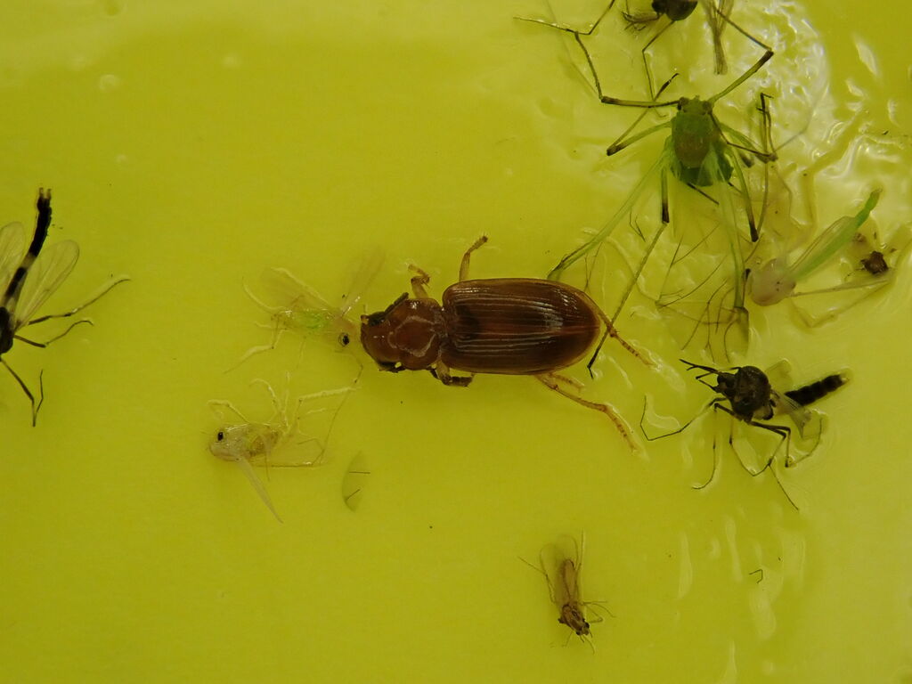 虫捕りたちのつぶやき