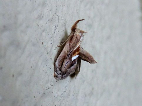 虫捕りたちのつぶやき 虫ムシ日記 虫捕りたちのつぶやき 虫ムシ日記
