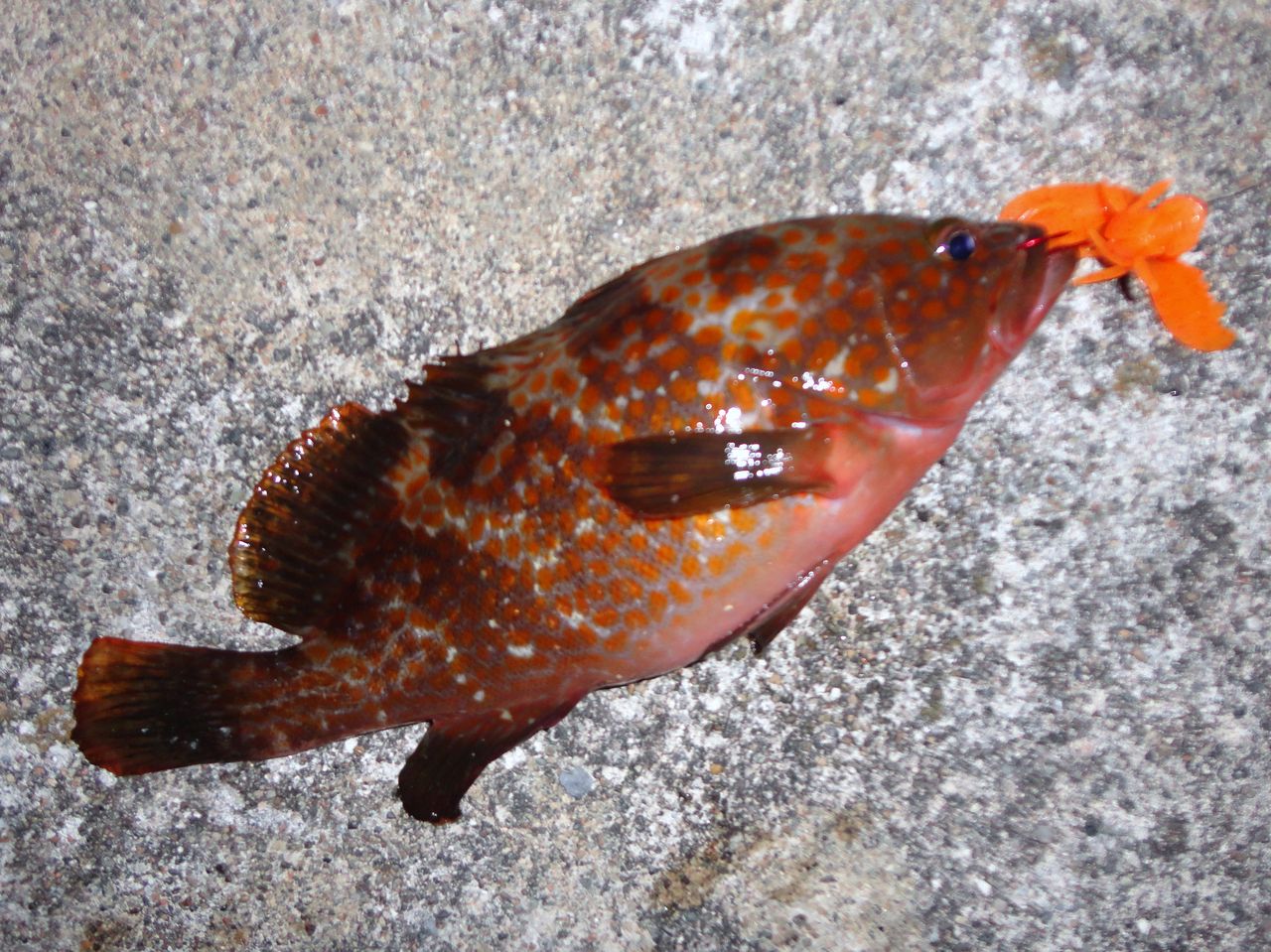 富山県合宿 キジハタ釣行 富山は素晴らしい 東海大学釣魚部のブログ 富山県合宿 キジハタ釣行 富山は素晴らしい 東海大学釣魚部のブログ