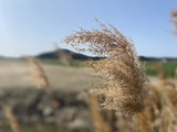 IMG_8951