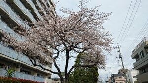 s-IMG_20200328_111202
