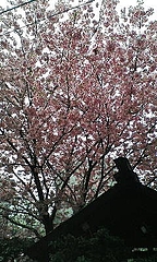 20100315123249蔵前