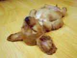 かわいい犬