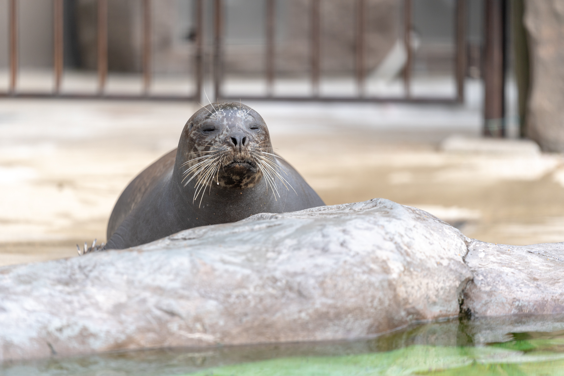 上野動物園で動物瞳af Iii Ver 3 00 を試してみた 70 0mm F2 8 Gm 実写編 撮影機材 朱鷺長のフォトブログ 上野動物園で動物瞳af Iii Ver 3 00 を試してみた 70 0mm F2 8 Gm 実写編 撮影機材 朱鷺長のフォトブログ