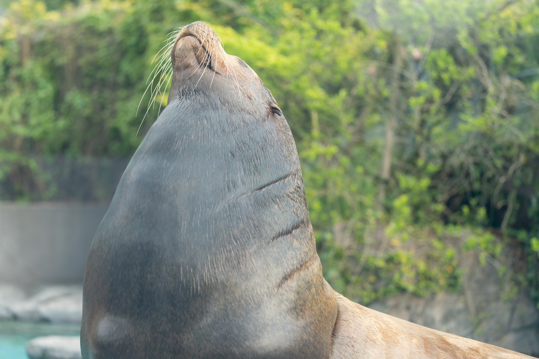 上野動物園で動物瞳af Iii Ver 3 00 を試してみた 70 0mm F2 8 Gm 実写編 撮影機材 朱鷺長のフォトブログ 上野動物園で動物瞳af Iii Ver 3 00 を試してみた 70 0mm F2 8 Gm 実写編 撮影機材 朱鷺長のフォトブログ