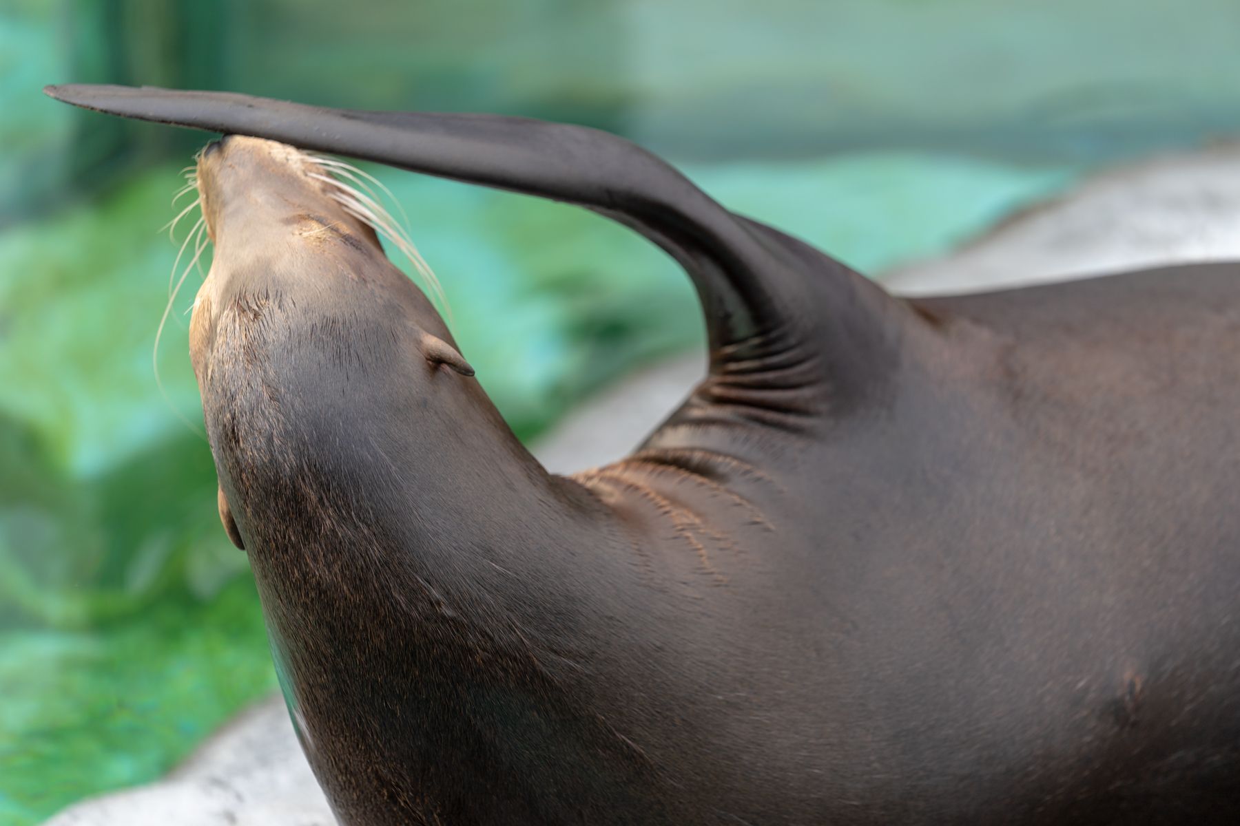 上野動物園で動物瞳af Iii Ver 3 00 を試してみた 70 0mm F2 8 Gm 実写編 撮影機材 朱鷺長のフォトブログ 上野動物園で動物瞳af Iii Ver 3 00 を試してみた 70 0mm F2 8 Gm 実写編 撮影機材 朱鷺長のフォトブログ