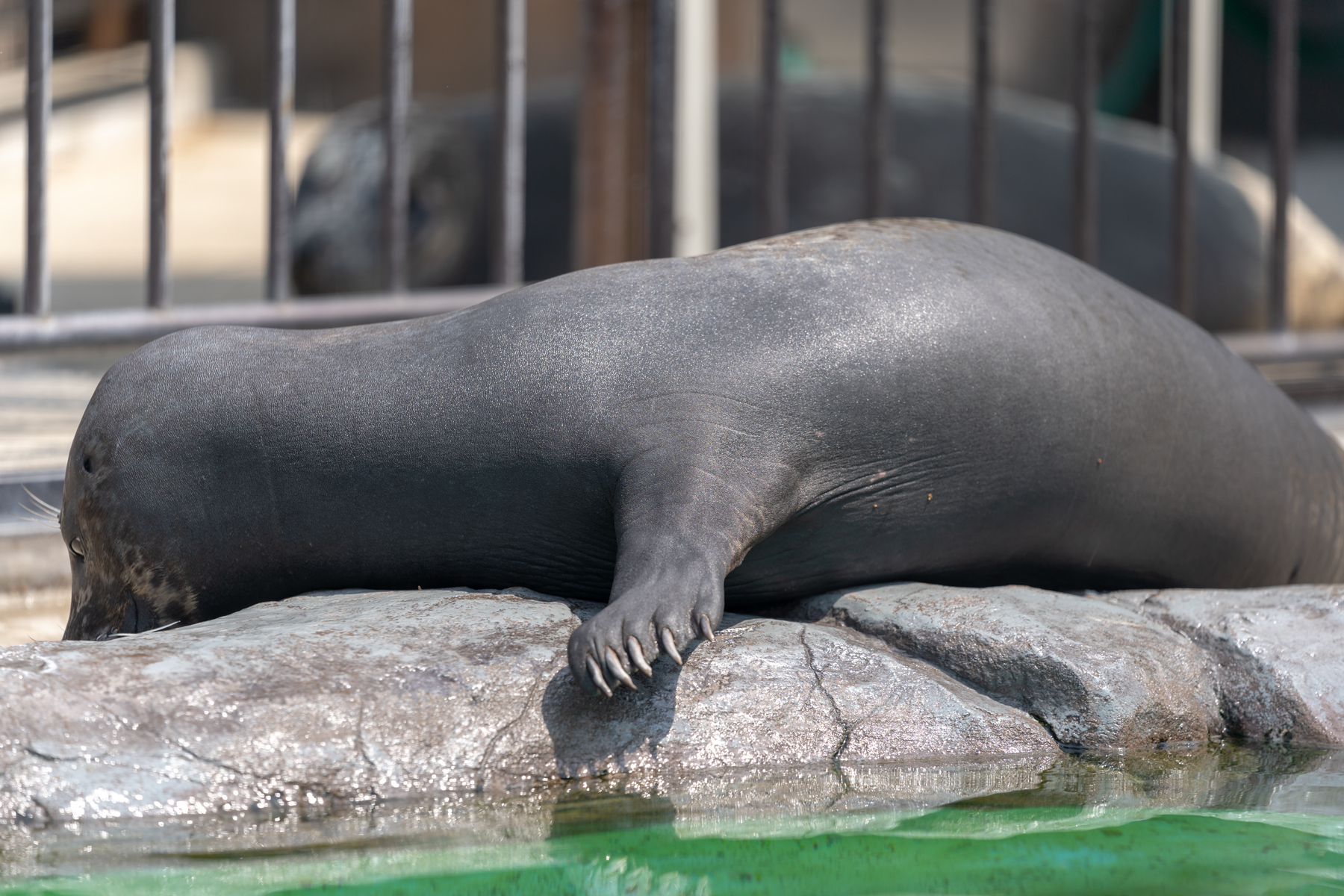 上野動物園で動物瞳af Iii Ver 3 00 を試してみた 70 0mm F2 8 Gm 実写編 撮影機材 朱鷺長のフォトブログ 上野動物園で動物瞳af Iii Ver 3 00 を試してみた 70 0mm F2 8 Gm 実写編 撮影機材 朱鷺長のフォトブログ