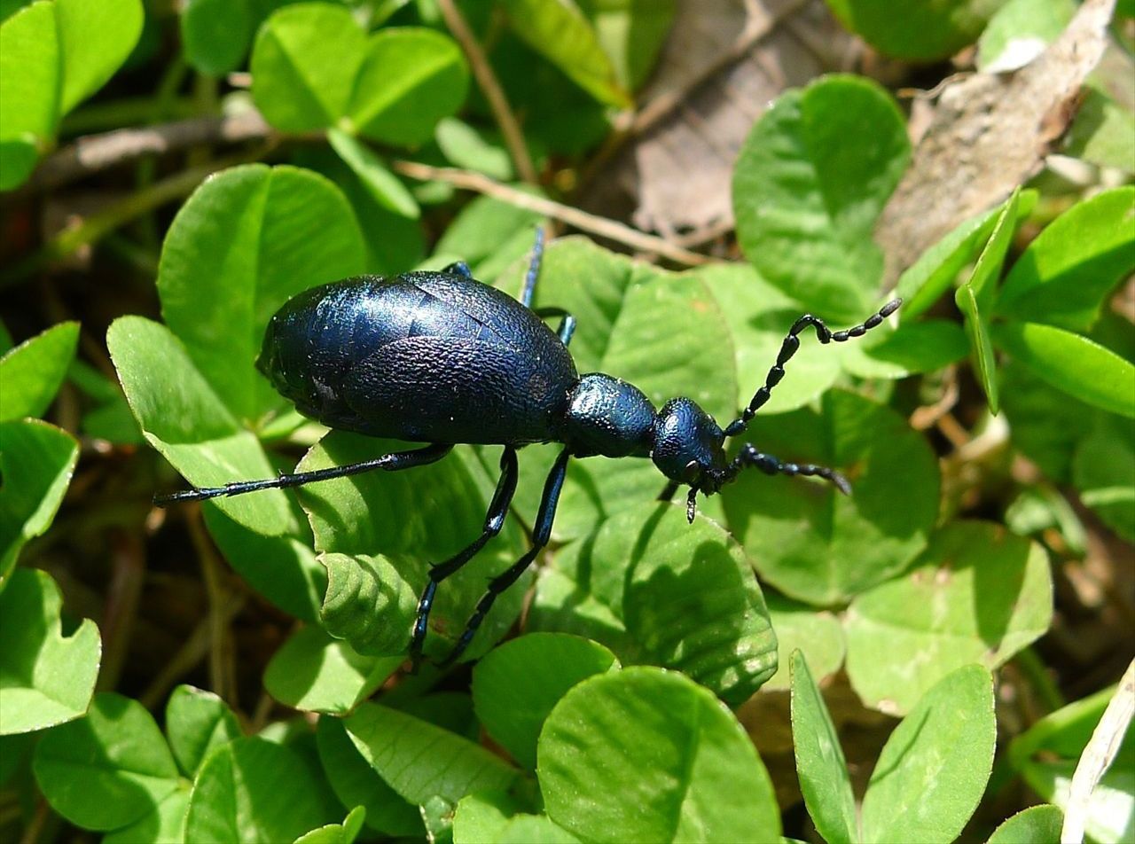 ムラサキオオツチハンミョウ 北海道 西胆振限定 昆虫図鑑