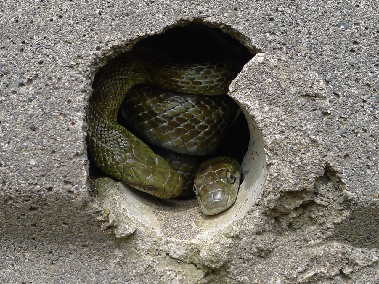 ２０１３年５月１９日 伊達市で散歩 青大将と春シジミ 自然と私のいい関係