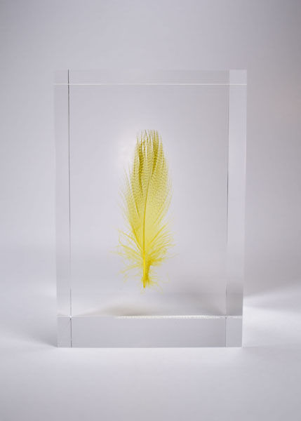 アクリルオブジェ 羽根 標本 検/倉俣史朗 羽根の封印 メンフィス ポストモダン 甦るポストモダン——倉俣史朗、小松誠、髙﨑正治、デザインの人間主義