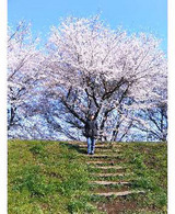 20080331���ָ�