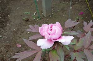 botan2