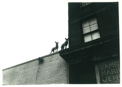 NY13_600