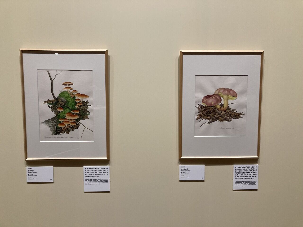 水彩画　　上野動物園の仲間達 Amazon.co.jp: 水彩画 上野動物園の仲間達 : Toys & Games