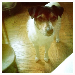 �����ۤΥ��å���"FRESH BREW����NEW YORK" ��12��