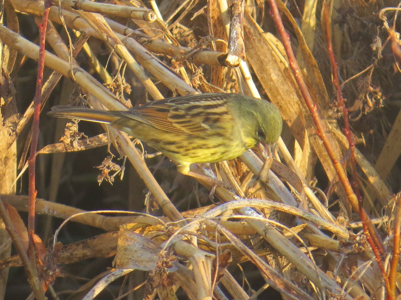 竹虫 啄む アオジ 八ヶ岳野鳥アルバム 竹虫 啄む アオジ 八ヶ岳野鳥アルバム