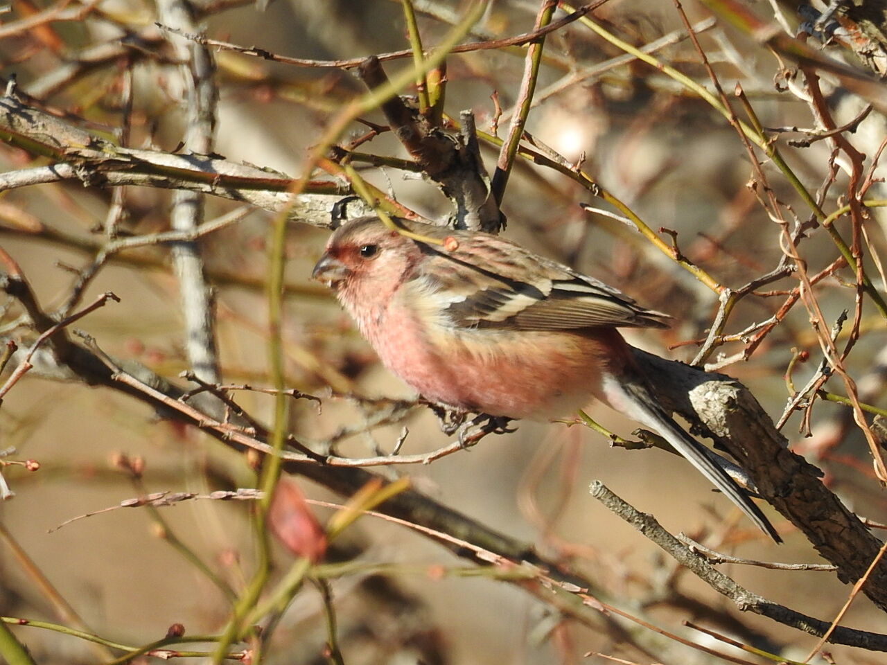 庭のブルーベリーに赤い鳥が 八ヶ岳自然アルバム