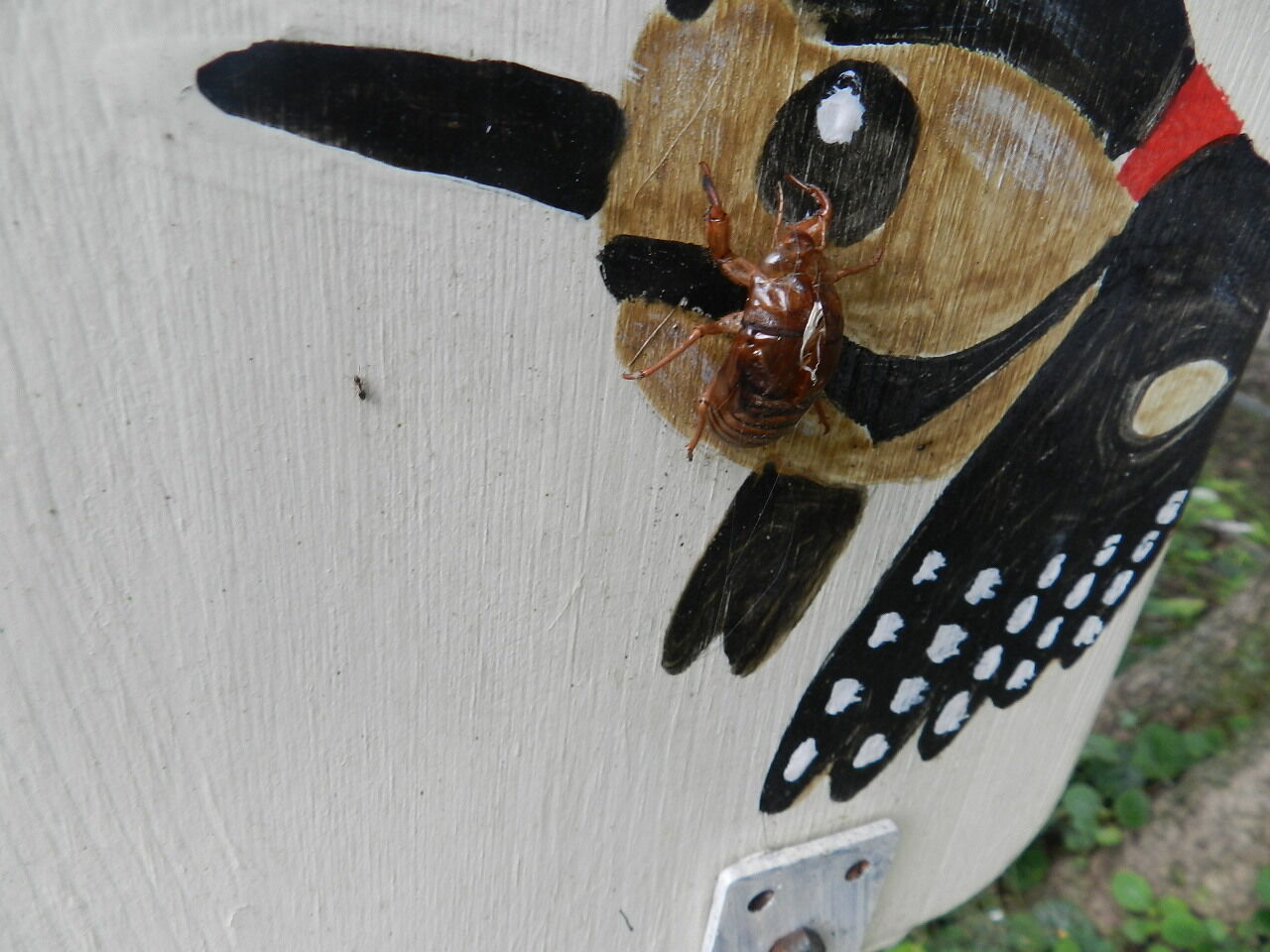 ほら こんなところにも 八ヶ岳自然アルバム