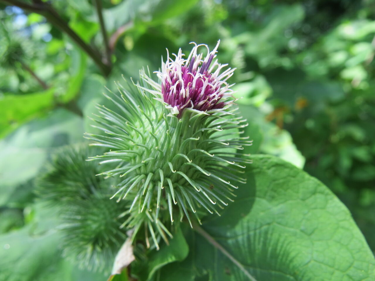 ごぼうの花咲く 終戦の日 八ヶ岳自然アルバム ごぼうの花咲く 終戦の日 八ヶ岳自然アルバム