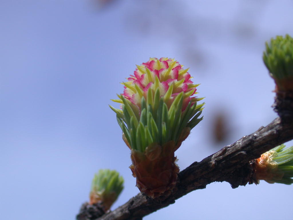 カラマツの花 八ヶ岳自然アルバム