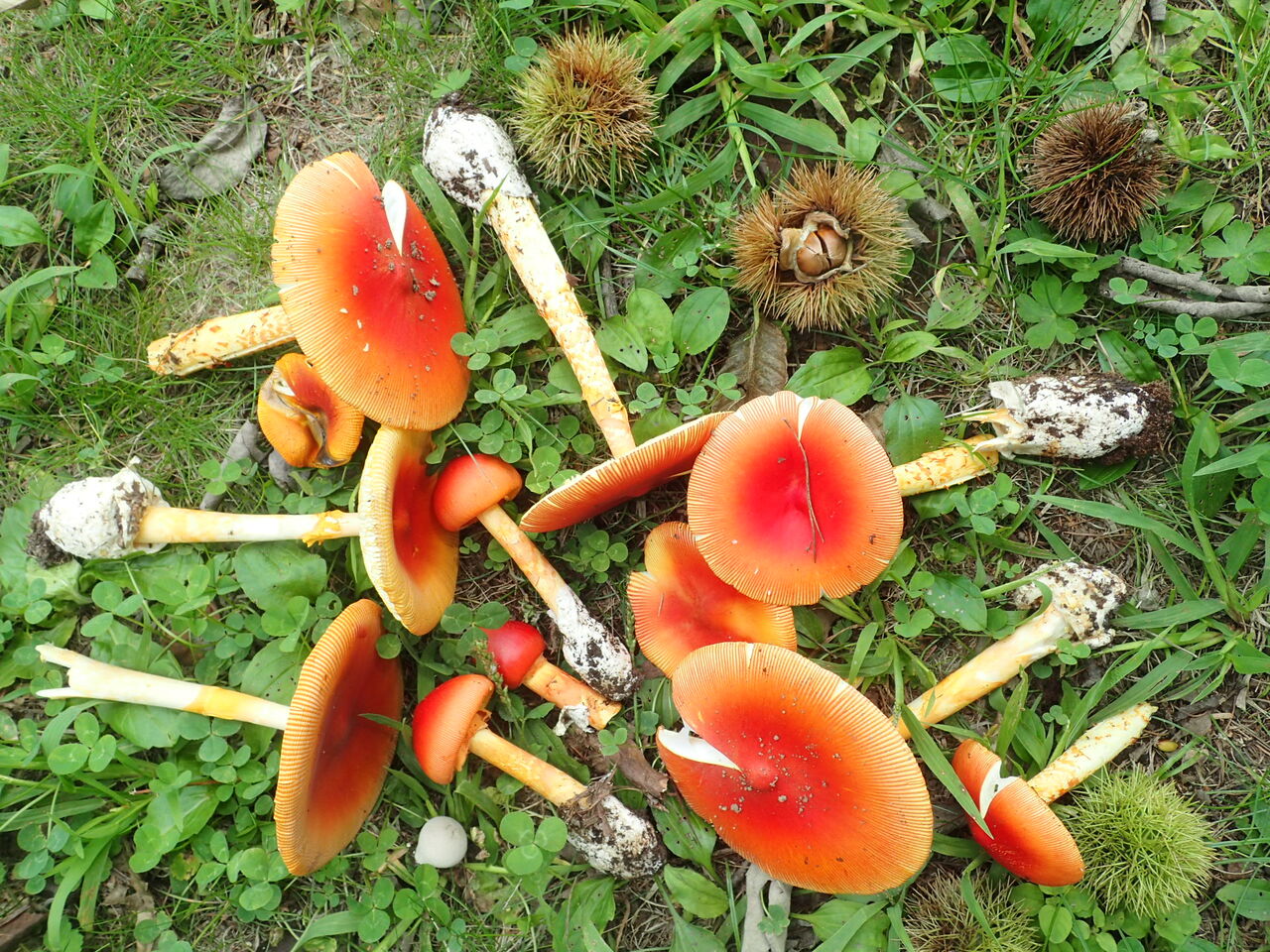 本日のタマゴダケと秋の味覚 八ヶ岳自然アルバム