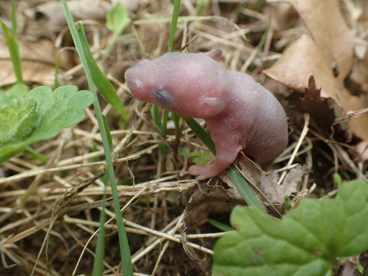 ネズミの赤ちゃん 八ヶ岳自然アルバム