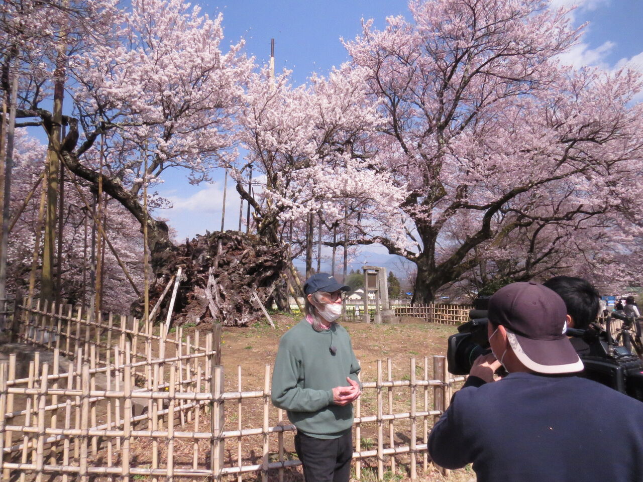 新年度と庭桜と神代桜と 八ヶ岳自然アルバム