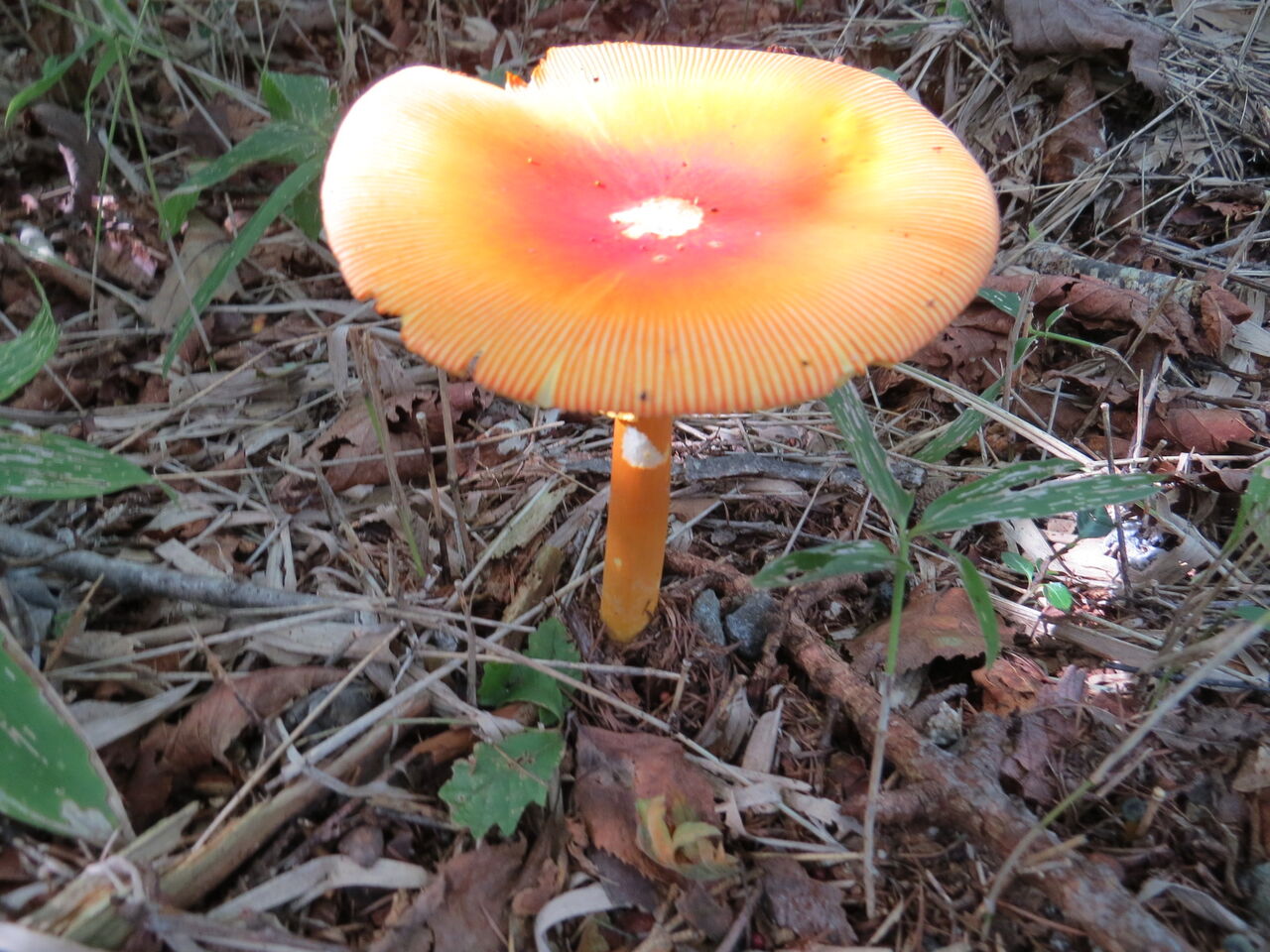 キノコがいっぱい 八ヶ岳自然アルバム