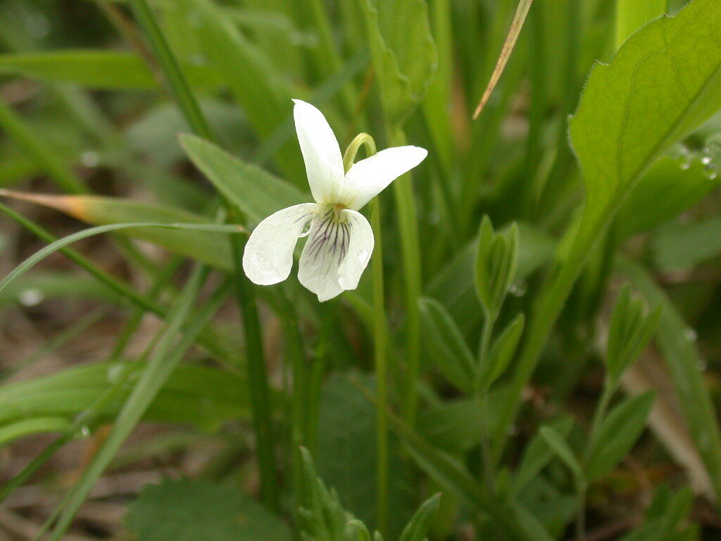 八島湿原の花 八ヶ岳自然アルバム
